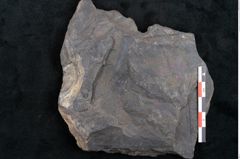 Foto (Detailansicht) von Cupanites novae zeelandiae Ettingshausen (NHMW-GEO-2024-0188-10255)